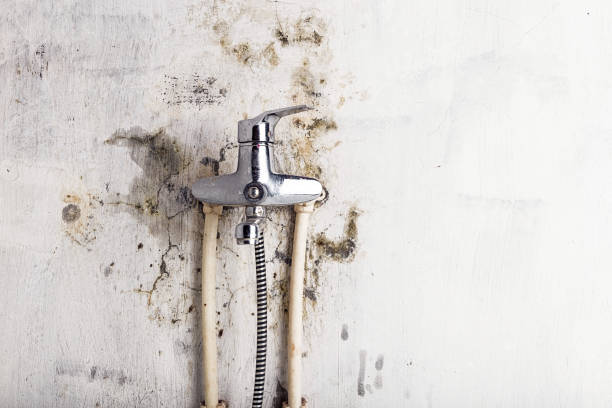 Best Residential Mold Removal  in Pinecrest, FL