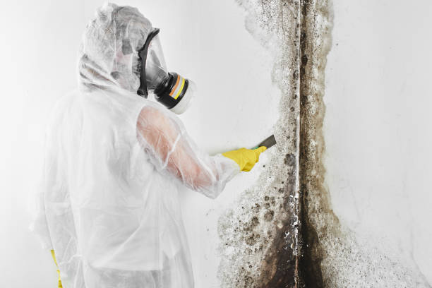 Best Crawl Space Mold Removal  in Pinecrest, FL