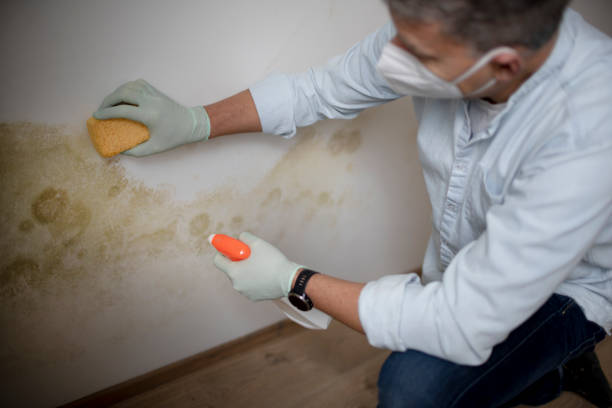 Best Home Mold Removal  in Pinecrest, FL