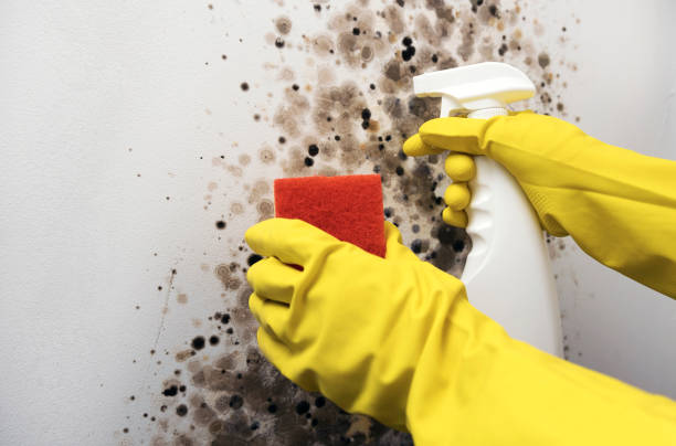Best Mold Damage Repair  in Pinecrest, FL