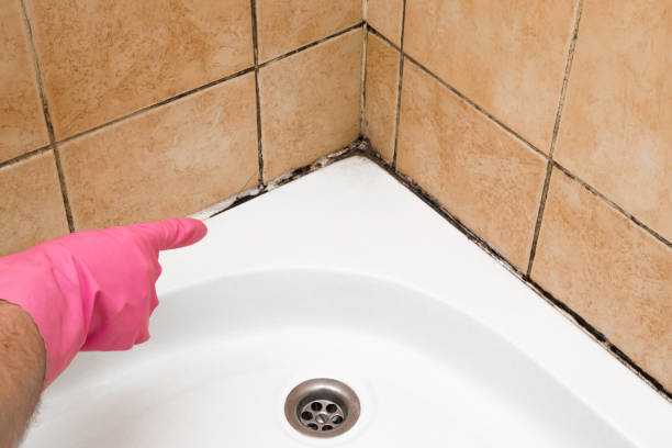 Home Mold Removal in Pinecrest, FL